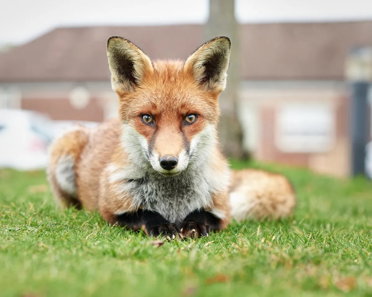 Foxcub. © Martin Urch/Mammal Society