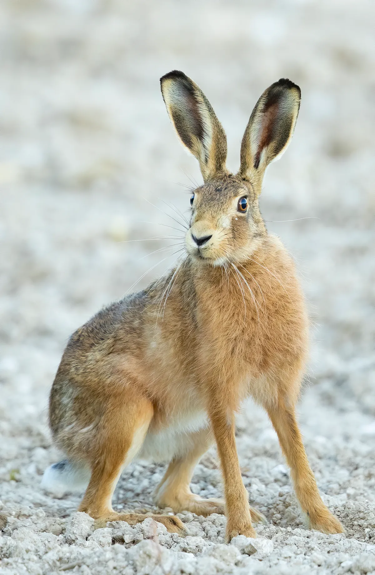 Brown hare. © Andy Wall/Mammal Society
