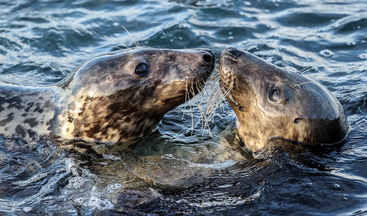 Seals. © Robin Morrison/Mammal Society
