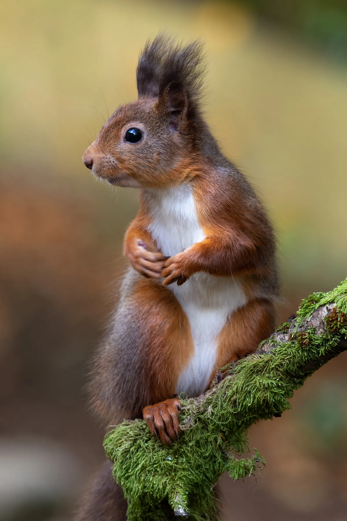 Red squirrel. © John Keery/Mammal Society