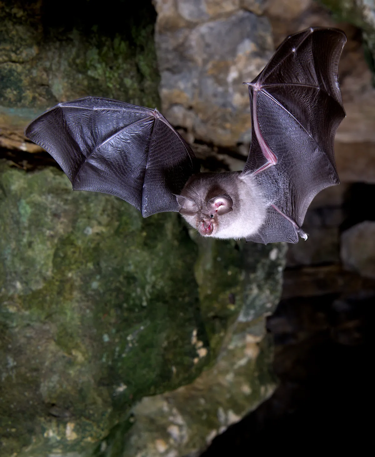 Lesser horseshoe bat. © Daniel Whitby/Mammal Society