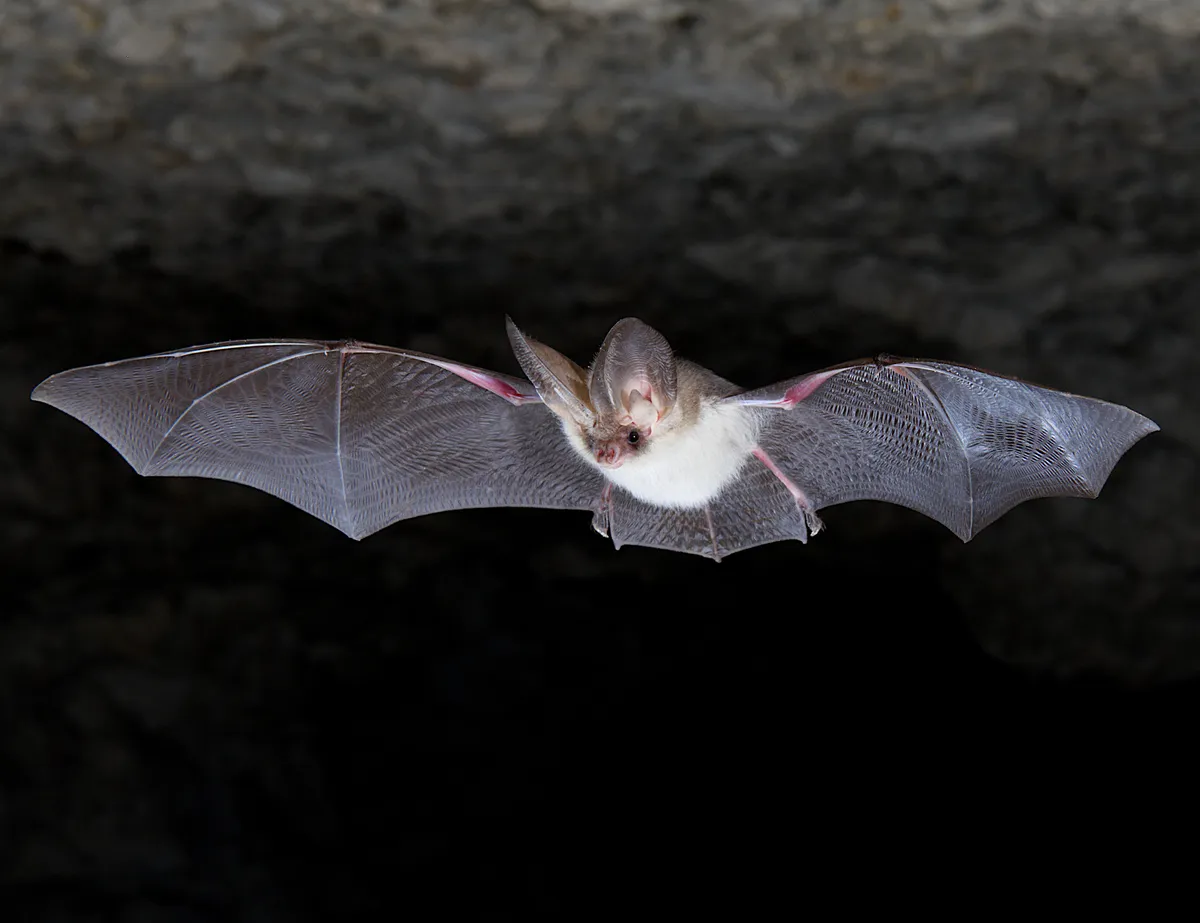 Brown long-eared bat. © Daniel Whitby/Mammal Society