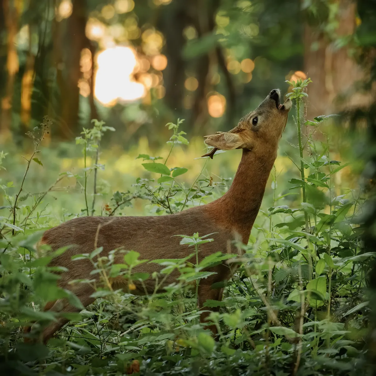 Roe deer. © Jeremy Robbins/Mammal Society