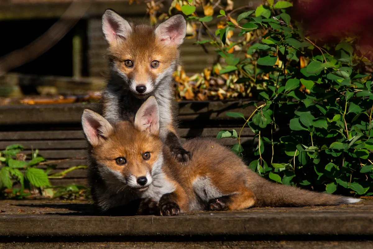 Two fox cubs playing. © Neil McGlashan/Mammal Society