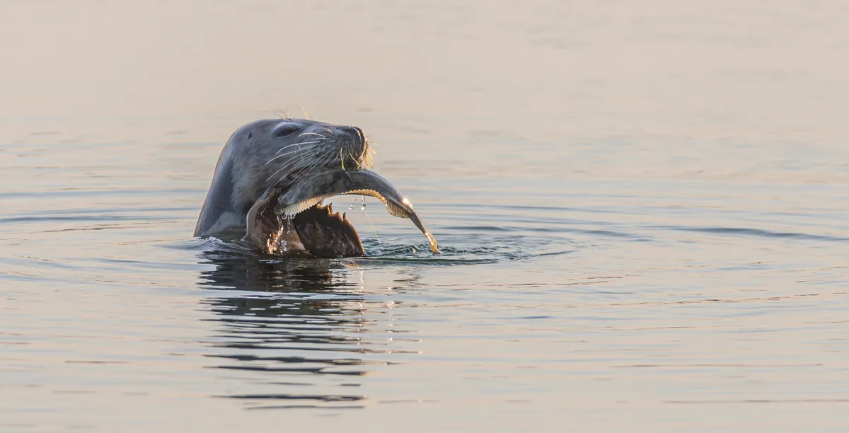 A seal eating a fish. © Elizabeth Miller/Mammal Society