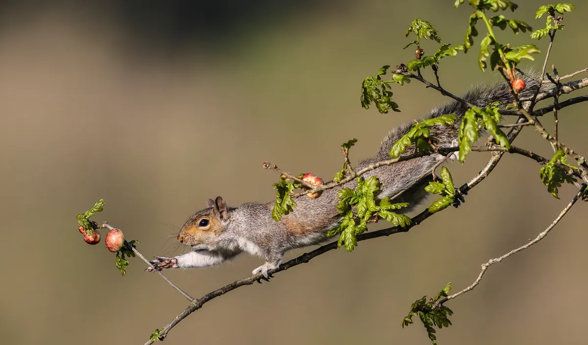 Grey squirrel. © Robin Morrison/Mammal Society