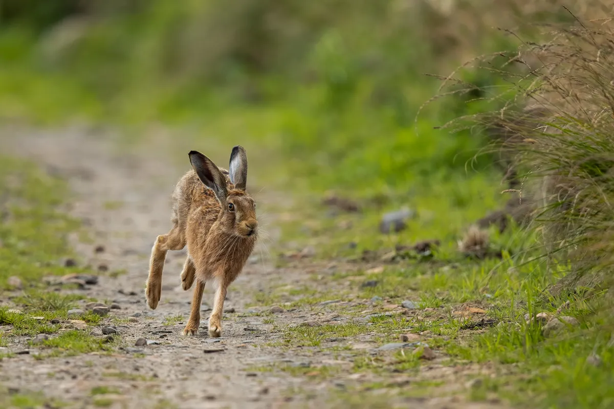 A running brown hare. © Conrad Dickinson/Mammal Society