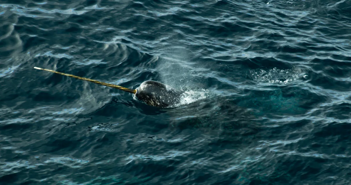 A narwhal's tusk is a long, hollow tooth that usually only develops in males. Its full function is still a mystery. © National Geographic for Disney /Thomas Miller