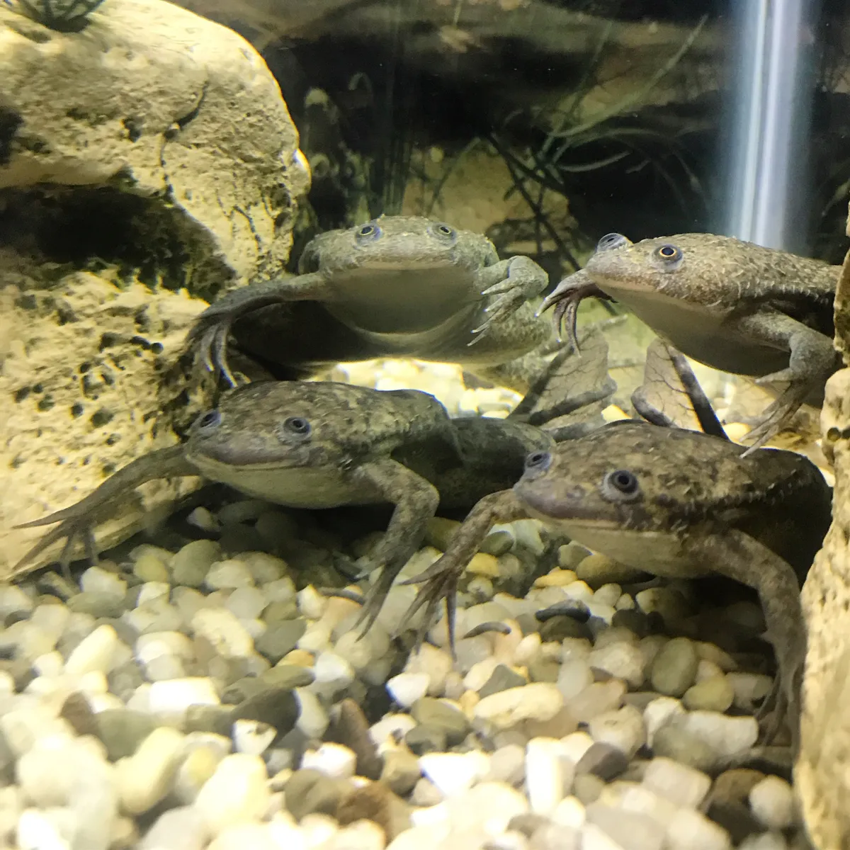 Pet African clawed frogs in an aquarium. © Holly Mahaffey Photography/Getty