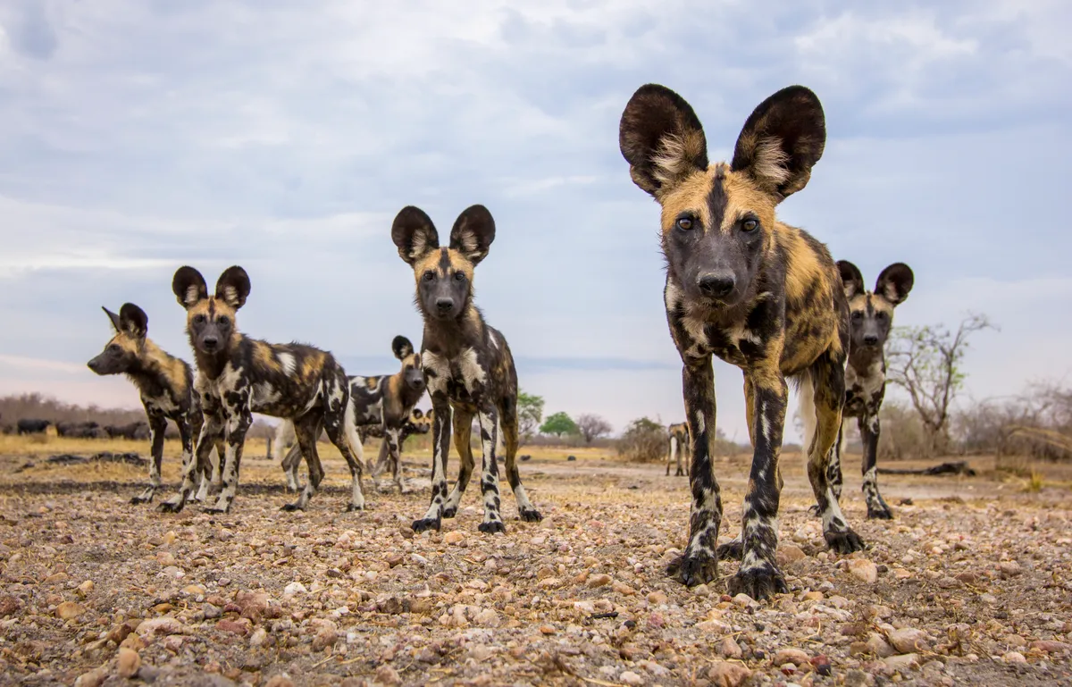 A BeetleCam photograph from my first encounter with African wild dogs in South Luangwa National Park, Zambia, November 2012. From The Black Leopard: My Quest to Photograph One of Africa’s Most Elusive Big Cats, image copyright © Will Burrard-Lucas.