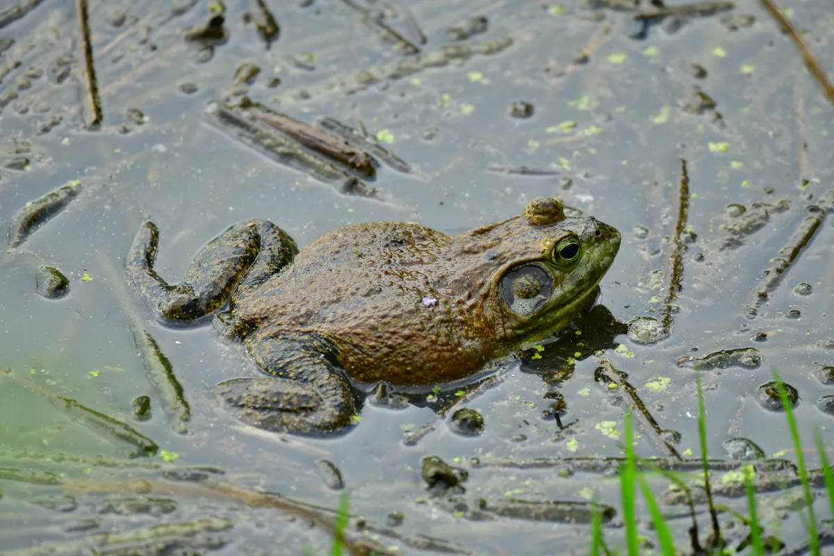 American bullfrog in Italy. © Michele D'Amico/Getty