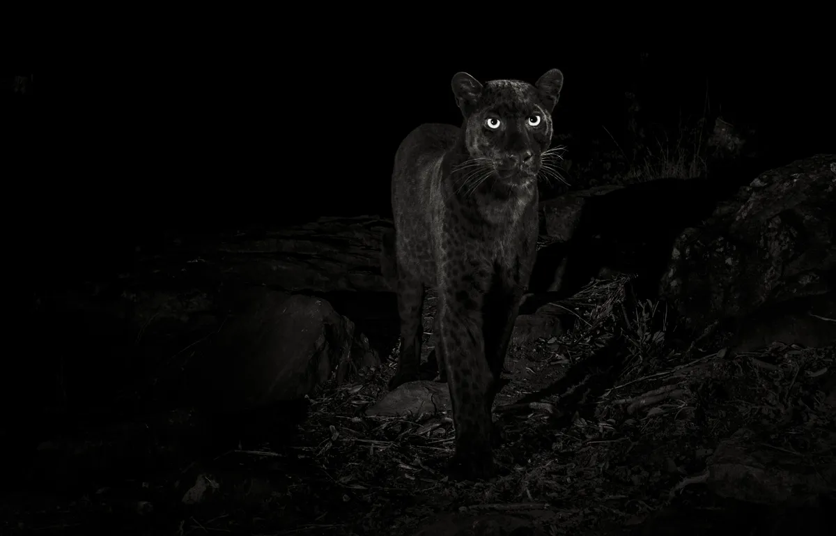 Eyes in the night – my last photograph of the black leopard from my trip to Laikipia County in Kenya, January 2019. From The Black Leopard: My Quest to Photograph One of Africa’s Most Elusive Big Cats, image copyright © Will Burrard-Lucas.