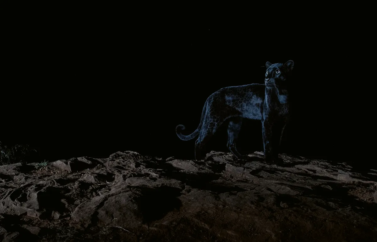 Lighting an animal who’s coat reflects almost no light at all was a unique challenge which really tested my creativity. I took the opportunity to experiment with dramatic lighting as shown here when the moon phase meant it was too bright to attempt photographs that showed the stars. Laikipia County, Kenya, July 2019. From The Black Leopard: My Quest to Photograph One of Africa’s Most Elusive Big Cats, image copyright © Will Burrard-Lucas.
