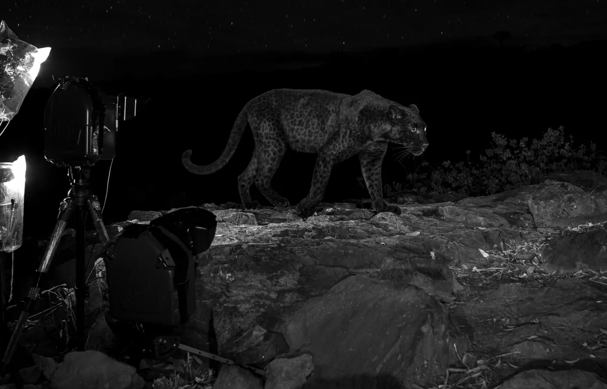 My camera traps in action – the upper camera captures an image of the leopard below the horizon line, while the lower one shows him against the sky. This image was taken with an infrared camera and it is interesting to note the black leopard’s shadow spots are much more obvious than in the colour photographs. From The Black Leopard: My Quest to Photograph One of Africa’s Most Elusive Big Cats, image copyright © Will Burrard-Lucas.