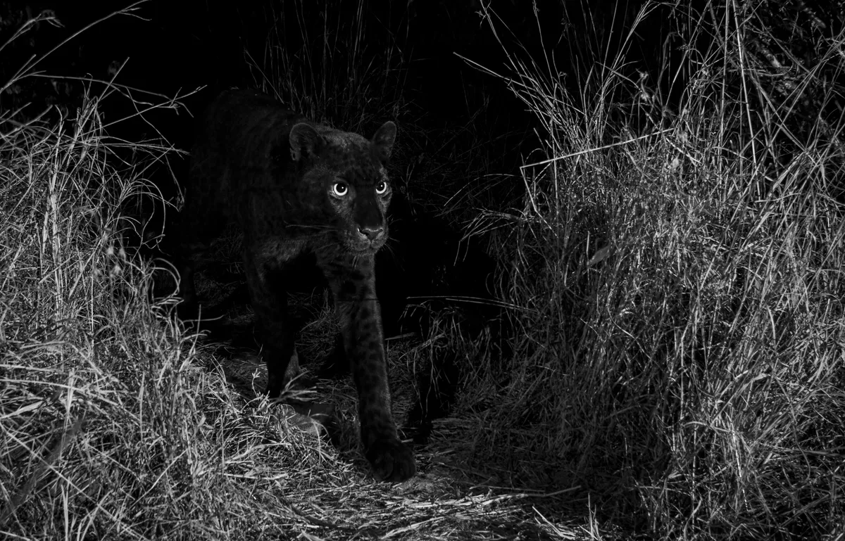 The African black leopard photographed with an infrared-converted DSLR camera trap. This image was captured on the animal trail identified by Steve Carey, the co-owner of Laikipia Wilderness Camp, near Luisa Ancilotto’s house in Laikipia County, Kenya, January 2019. From The Black Leopard: My Quest to Photograph One of Africa’s Most Elusive Big Cats, image copyright © Will Burrard-Lucas.