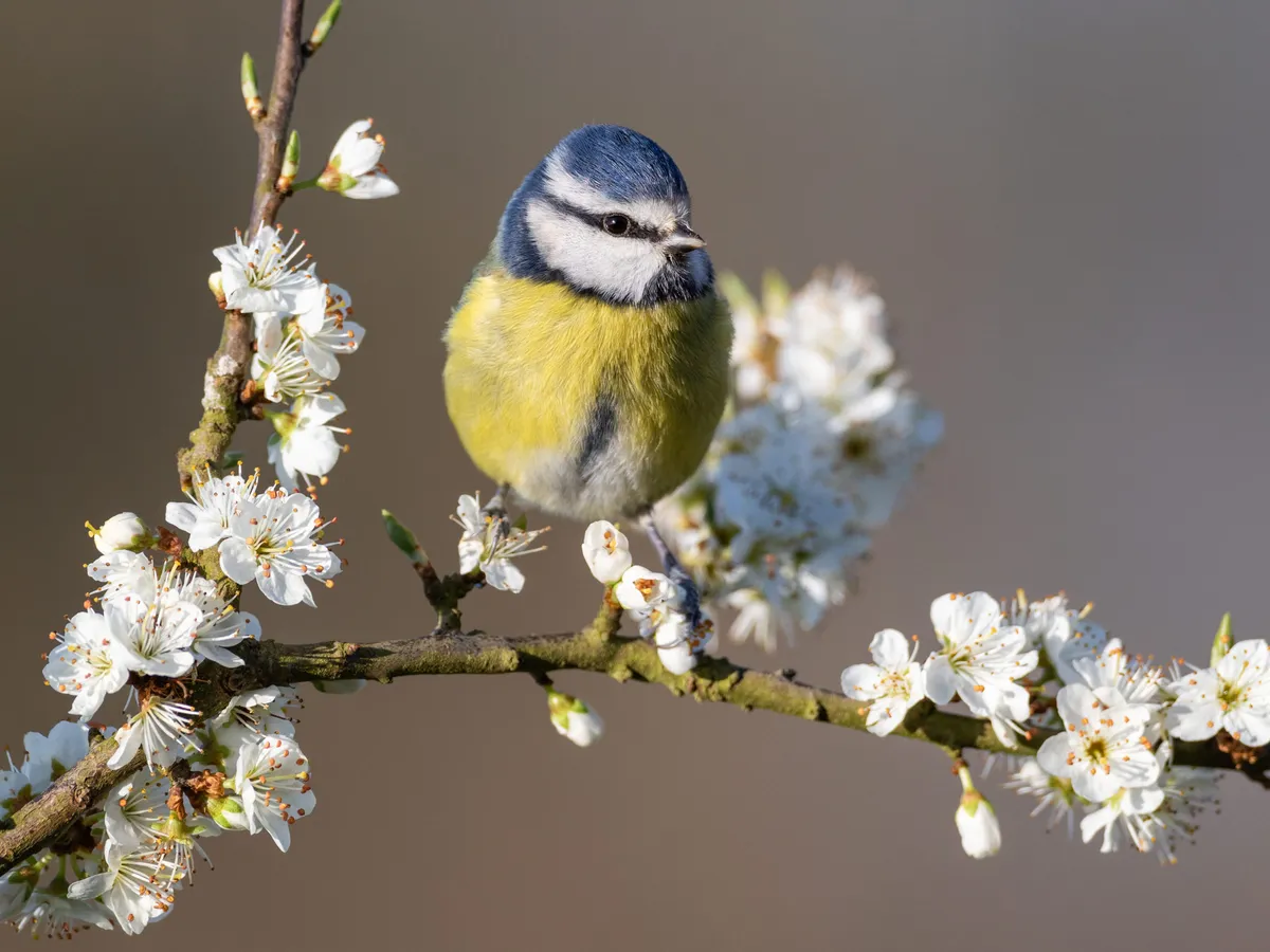 Blue tit perched on blackthorn branch with blossom.