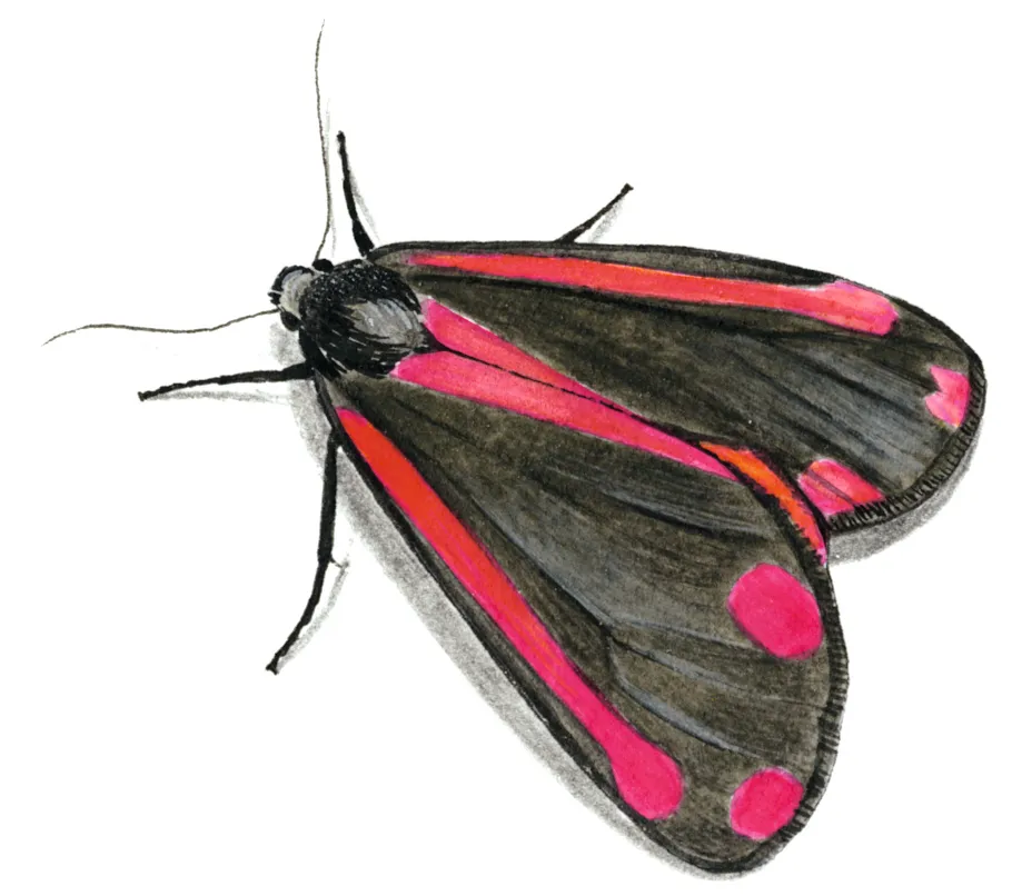Adult cinnabar moth. © Graham Wildridge