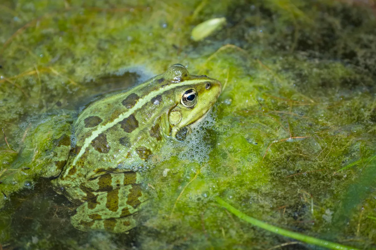 An edible frog in Austria. © Sonja Jordan/imageBROKER/Getty