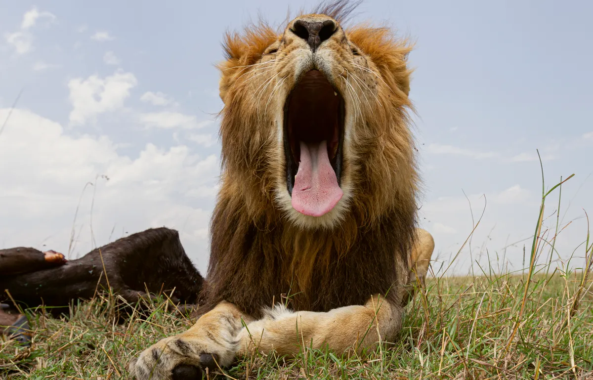 A BeetleCam photograph of a lion yawning as he guards his kill in Kenya’s Maasai Mara National Reserve, August 2011. From The Black Leopard: My Quest to Photograph One of Africa’s Most Elusive Big Cats, image copyright © Will Burrard-Lucas.