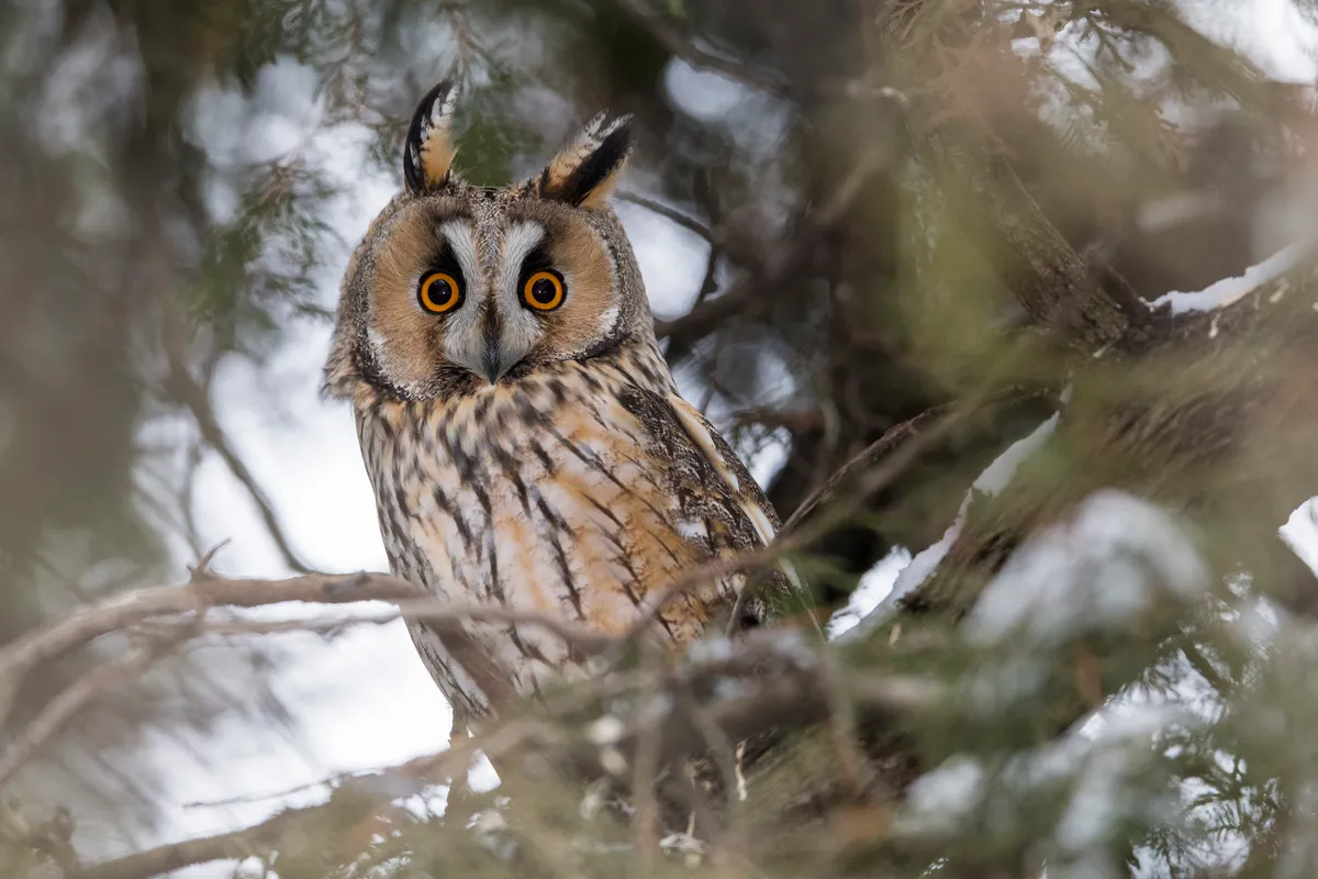 Long-eared owl in Dobrich Province, Bulgaria. © James Warwick/Getty