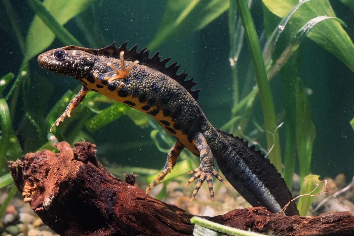 A male Italian crested newt. © Getty