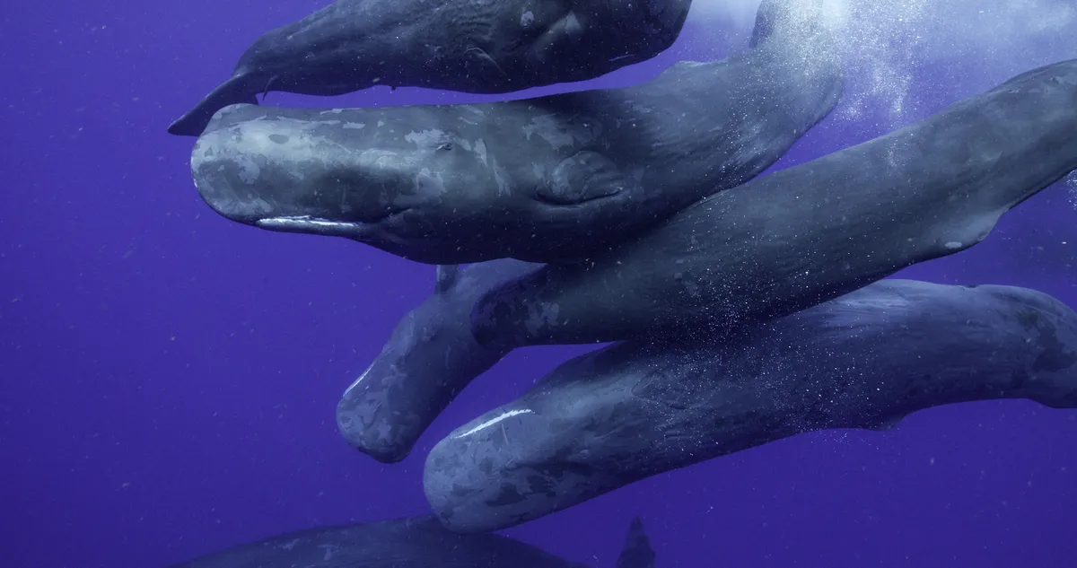 Many sperm whales are wandering nomads. They travel freely across vast stretches of ocean and stop to interact with local whales. © National Geographic for Disney /Luis Lamar