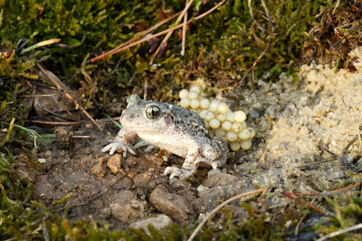 A male midwife toad with eggs. © Michel Viard/Getty