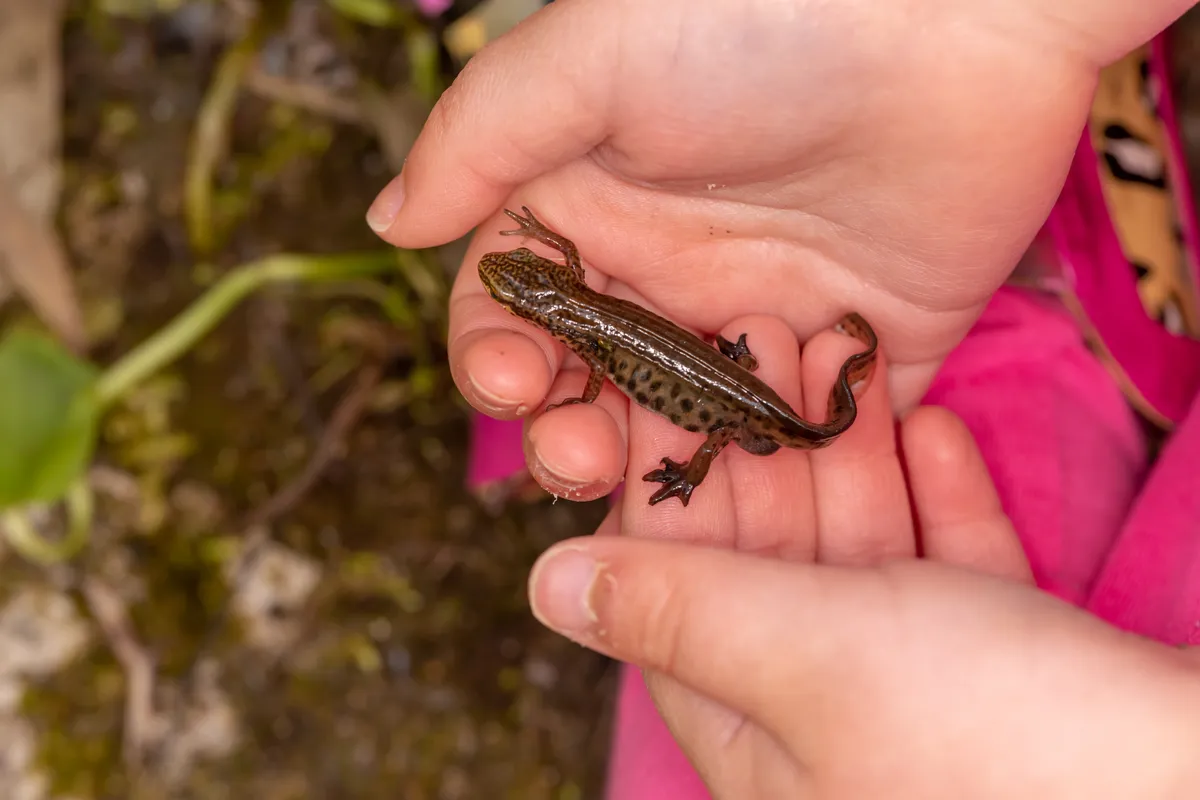 Palmate newt in a child's hands. © Jordon Sharp/Getty