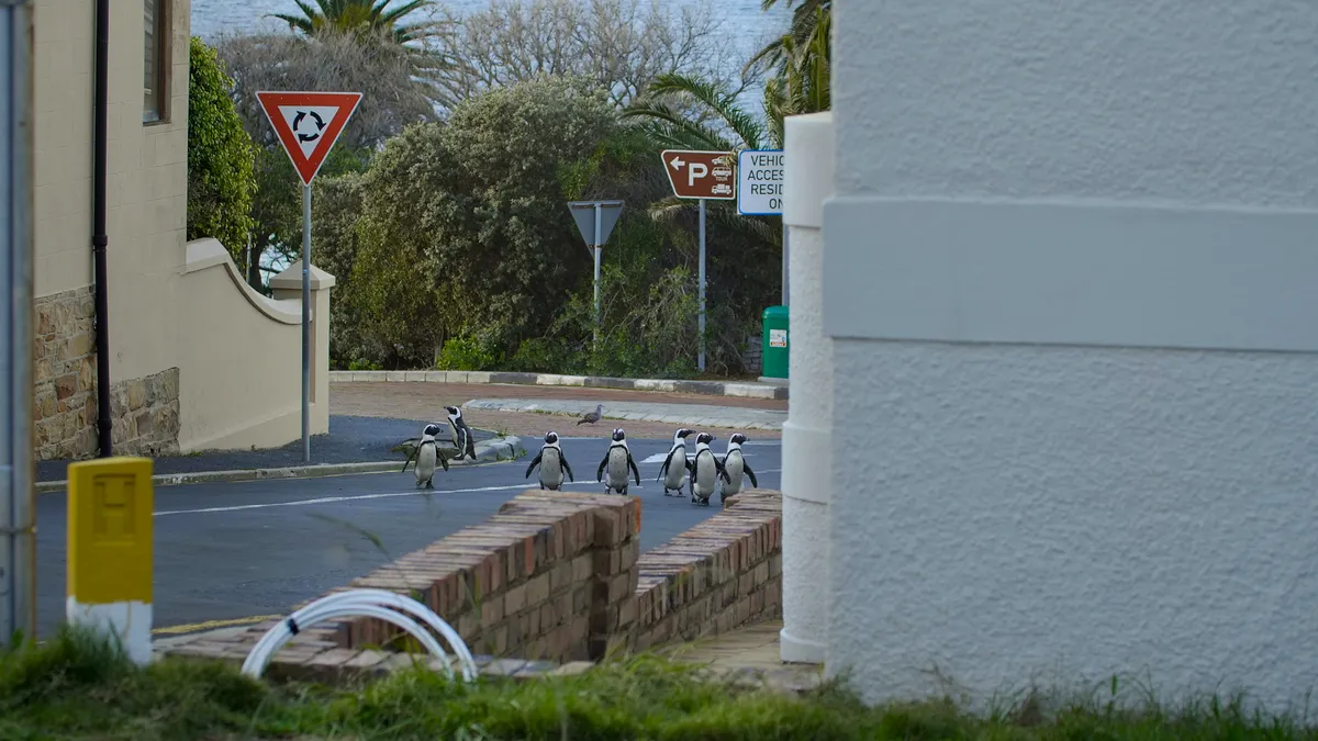 Penguins in the empty streets of Cape Town. © Apple TV