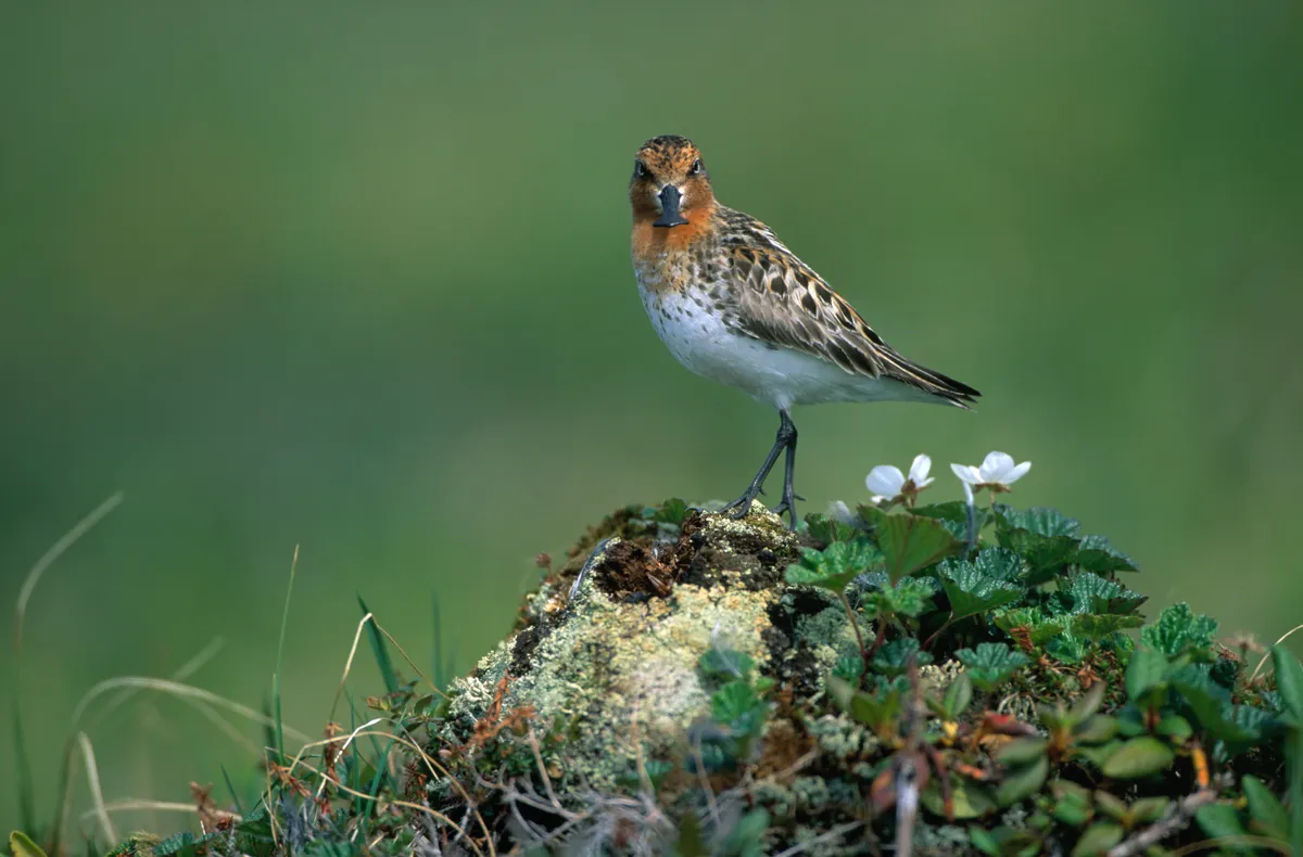 Spoon-billed Sandpiper on breeding grounds in Russia