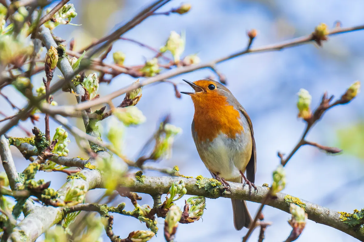 A European robin singing in spring. © Sander Meertins/Getty