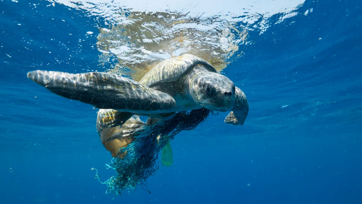 Fishing gear is the most common form of plastic pollution in the ocean, and it is often lethal to marine wildlife, including whales.The National Geographic team saved this sea turtle while on assignment in the Indian Ocean. © National Geographic for Disney /Hayes Baxley