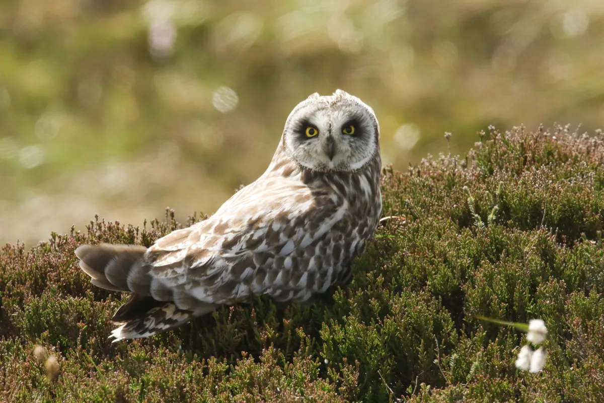 Short-eared owls nest on the ground, so are vulnerable to predators like foxes. Sandra Standbridge/Getty