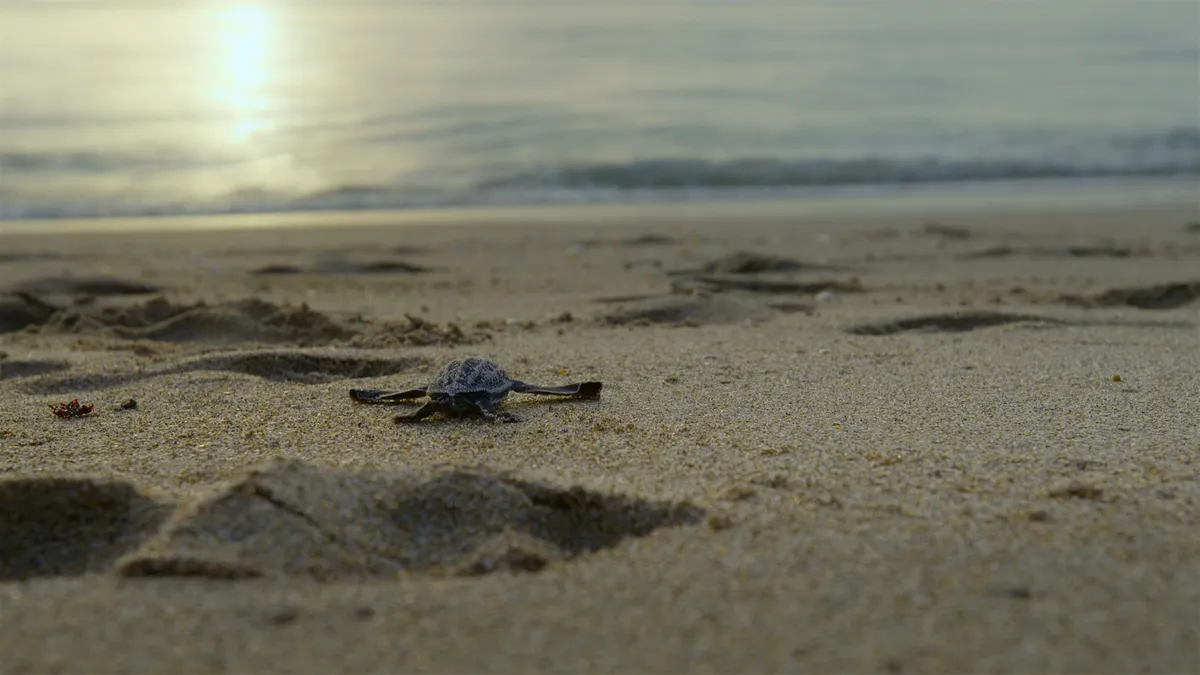 A turtle hatchling on the beach. © Apple TV