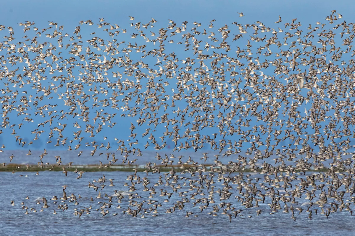 Flock of birds, Mark Carwardine