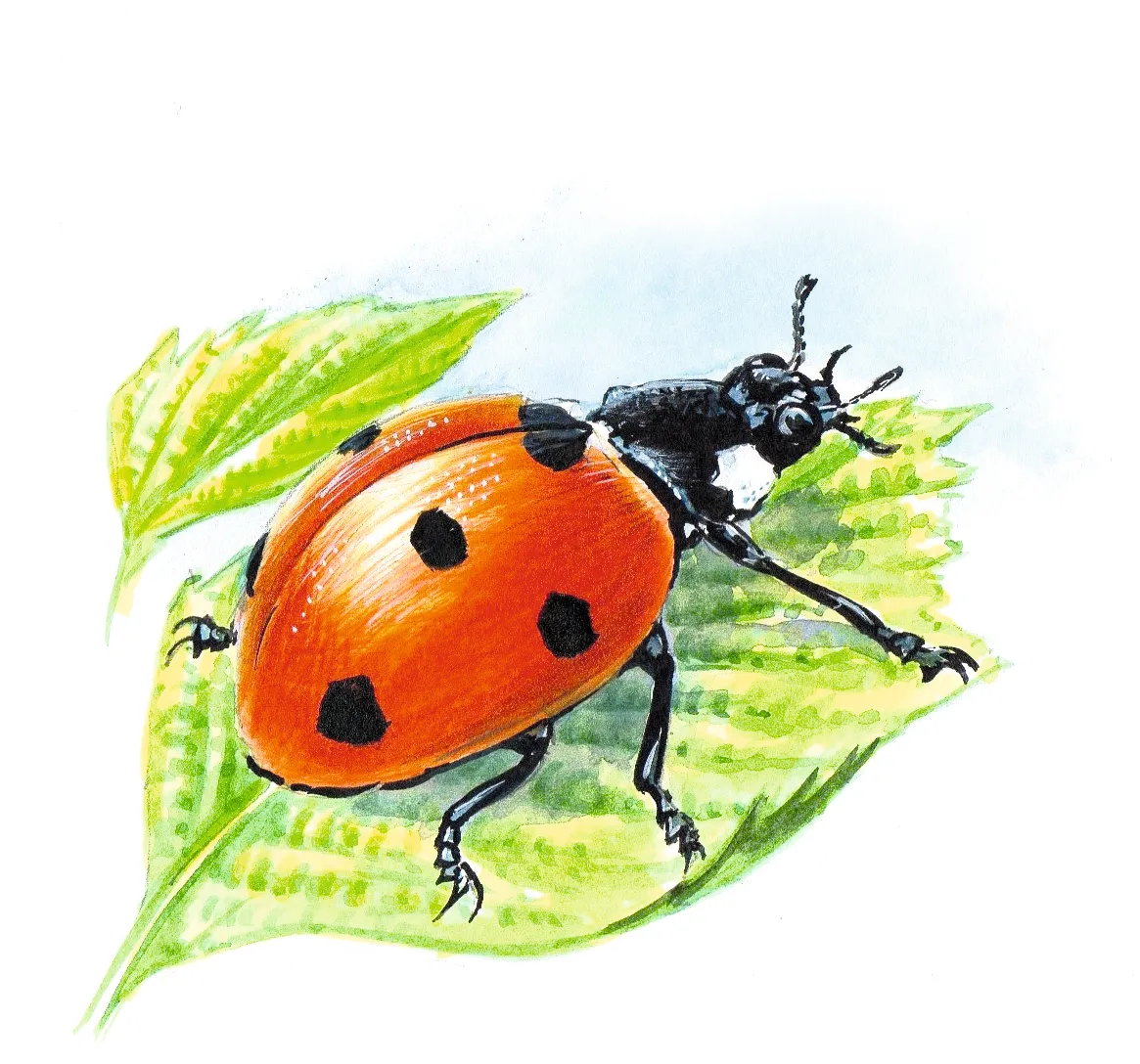 7-spot ladybird. Dan Cole:The Art Agency