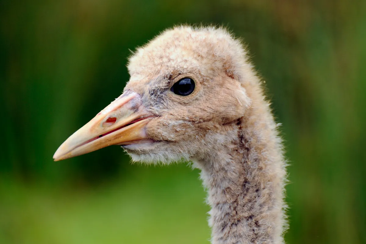 An 8-week old common crane chick. © Nick Upton/RSPB