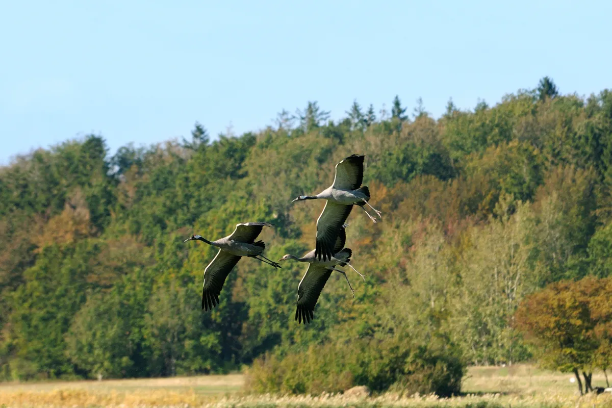 Adult common cranes in flight. © Nick Upton/RSPB