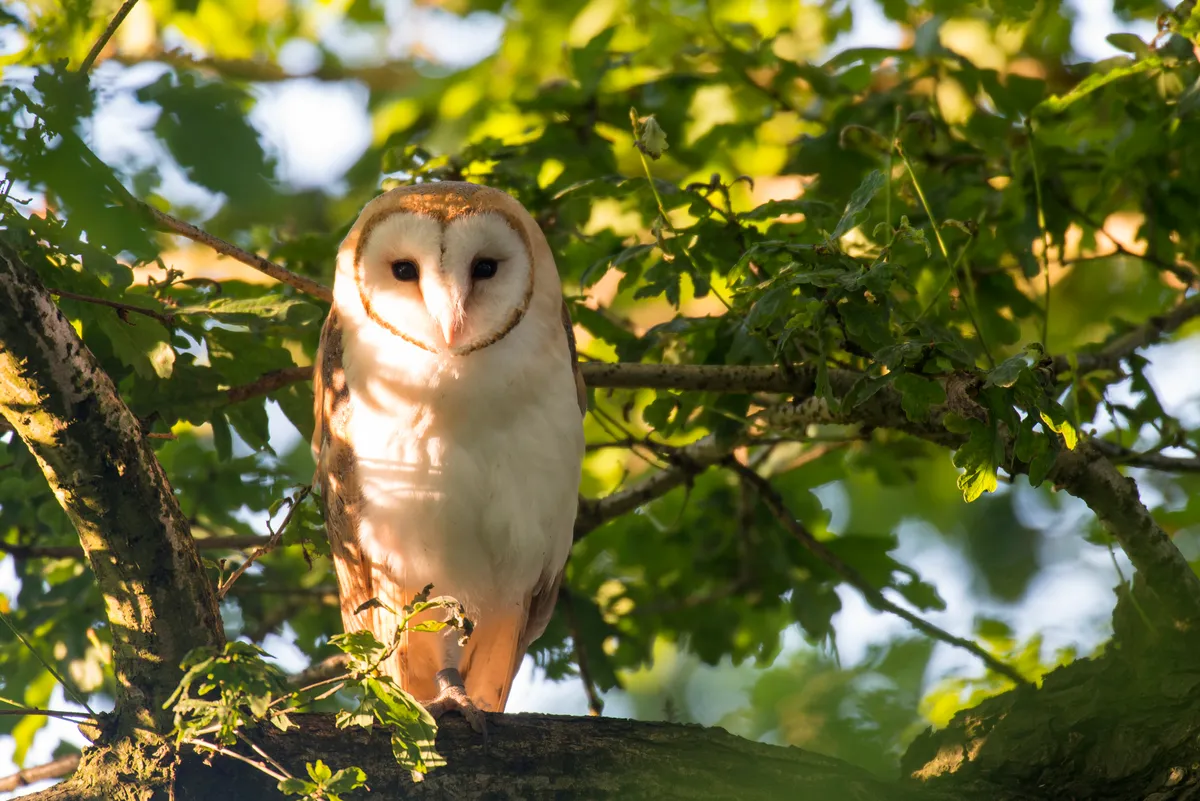 A young barn owl in an oak tree in Sussex, UK. © James Warwick/Getty