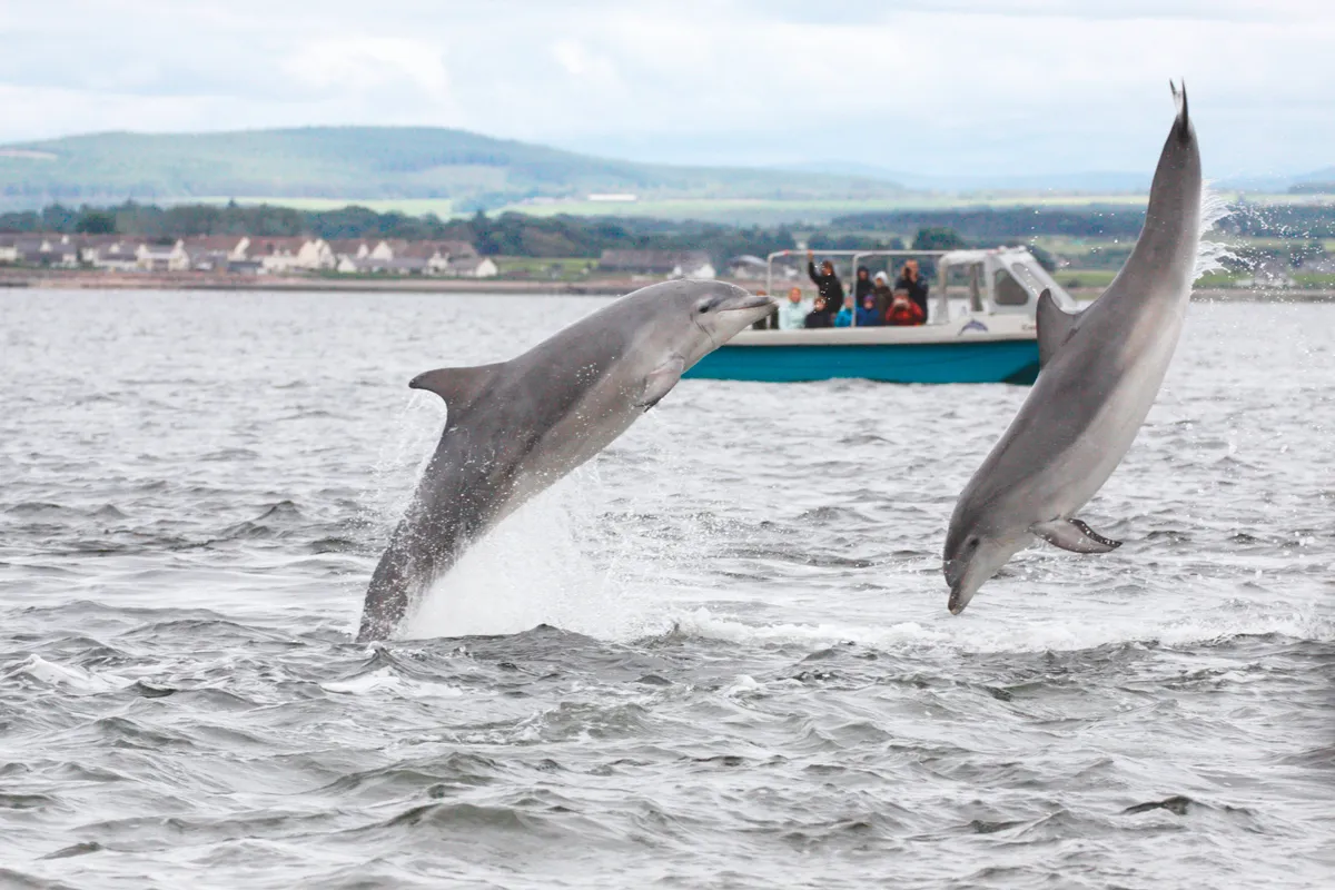 Bottlenose dolphins breaching in the Moray Firth, Scotland, UK. © Karen van der Zijden/Getty