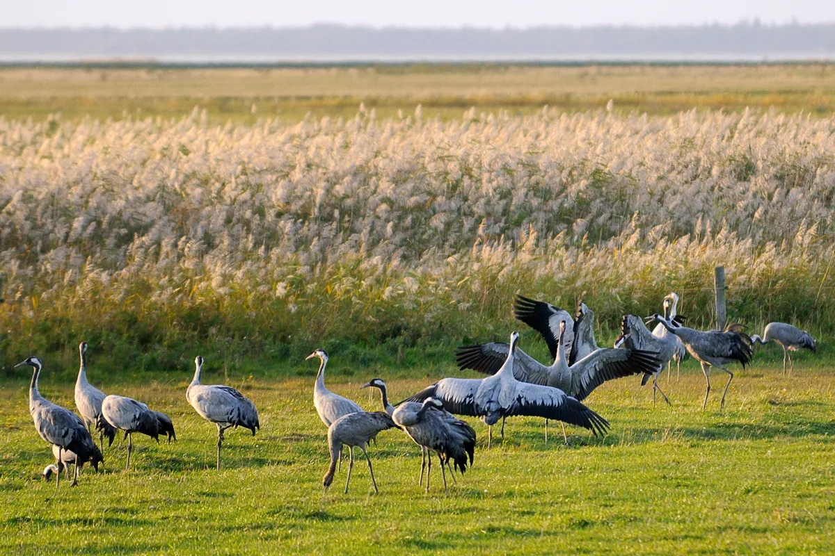 Adult common cranes dancing and calling. © Nick Upton/RSPB