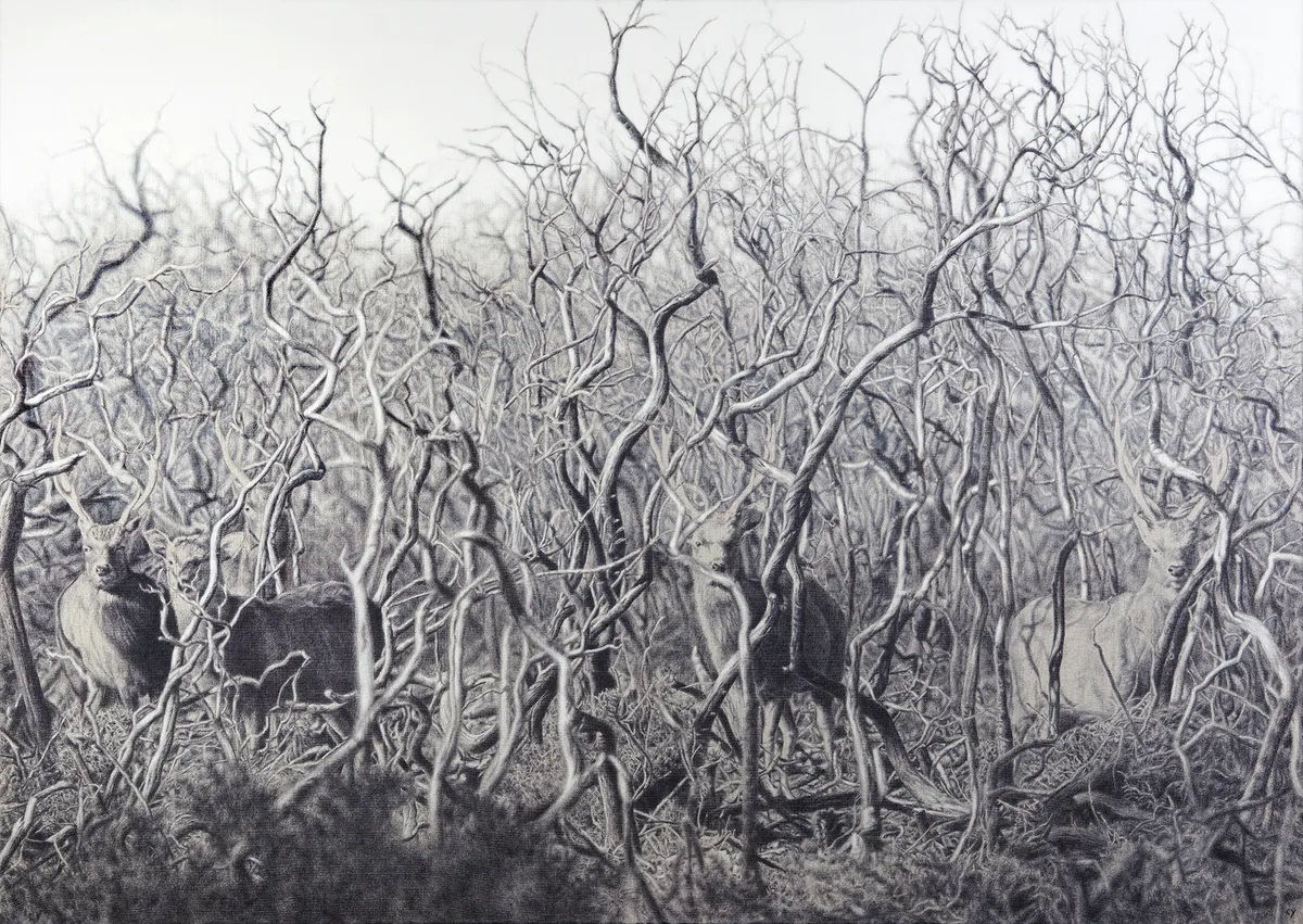 Highly Commended: New Forest Deer, by Cy Baker.