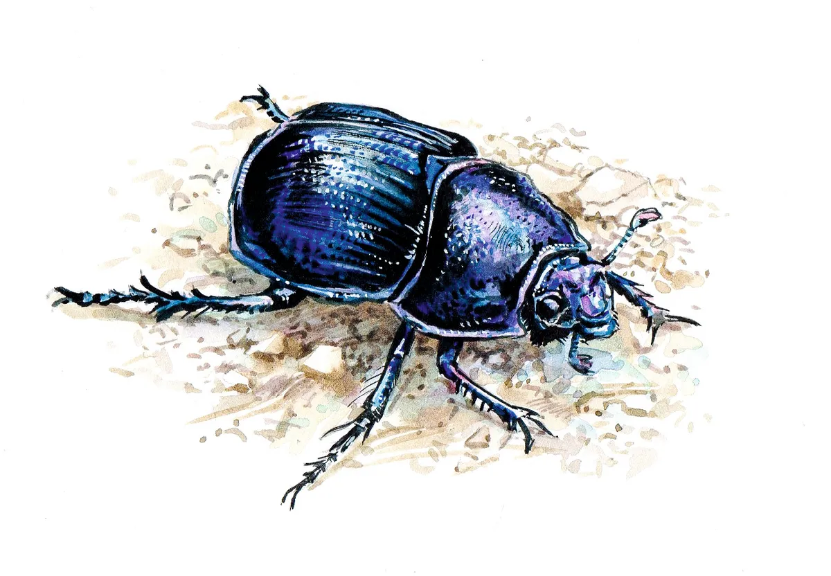 Dor beetle. Dan Cole:The Art Agency