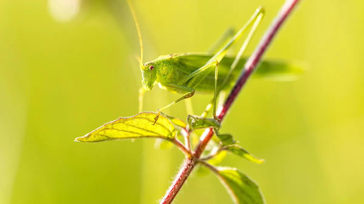 Great green bush-cricket in Heppenheim, Germany. © Sven Kluegl/500px/Getty