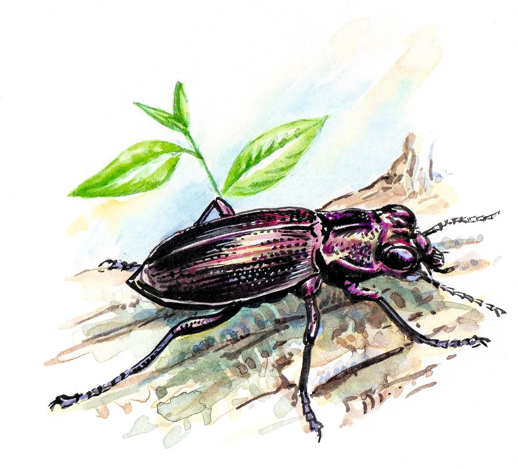 Ground beetle 2. Dan Cole:The Art Agency