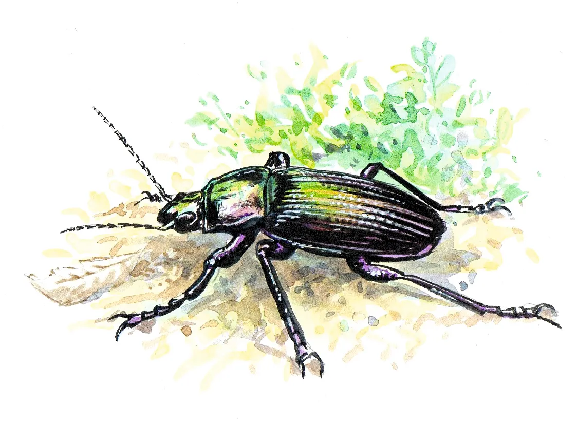 Ground beetle. Dan Cole:The Art Agency
