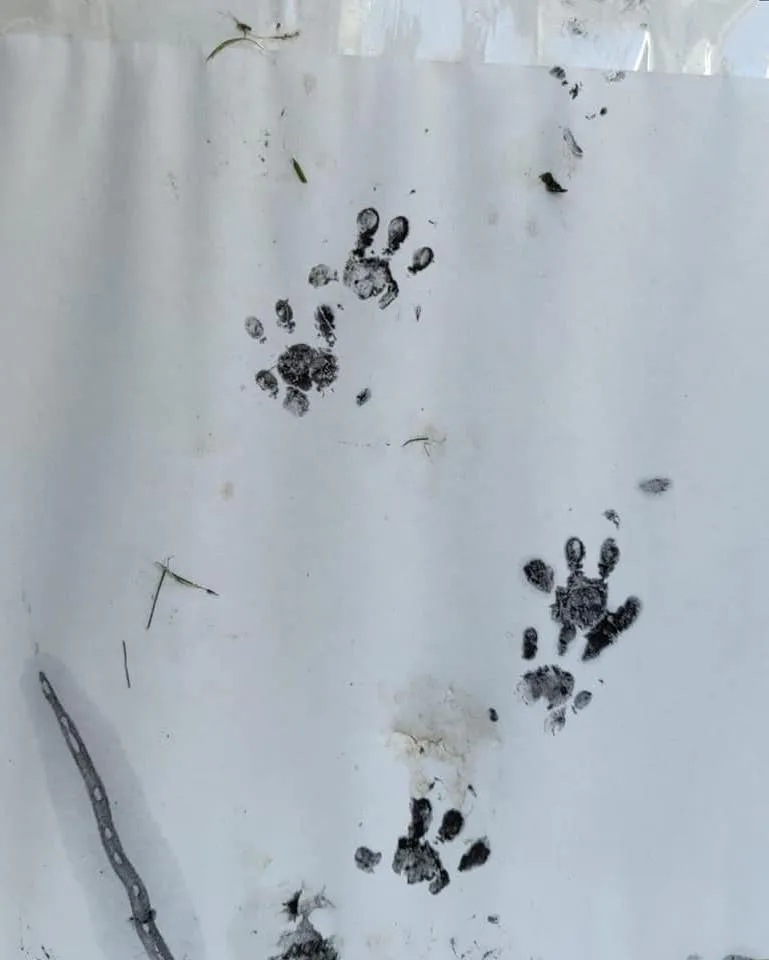 Hedgehog footprints. © Emma Foulerton