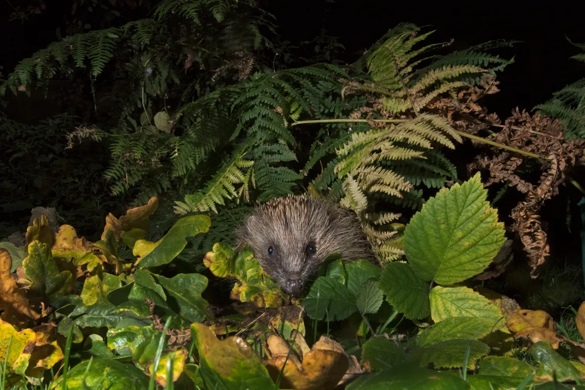 A hedgehog feeding in a garden at night in Norfolk, UK. © David Tipling/Education Images/Universal Images Group/Getty