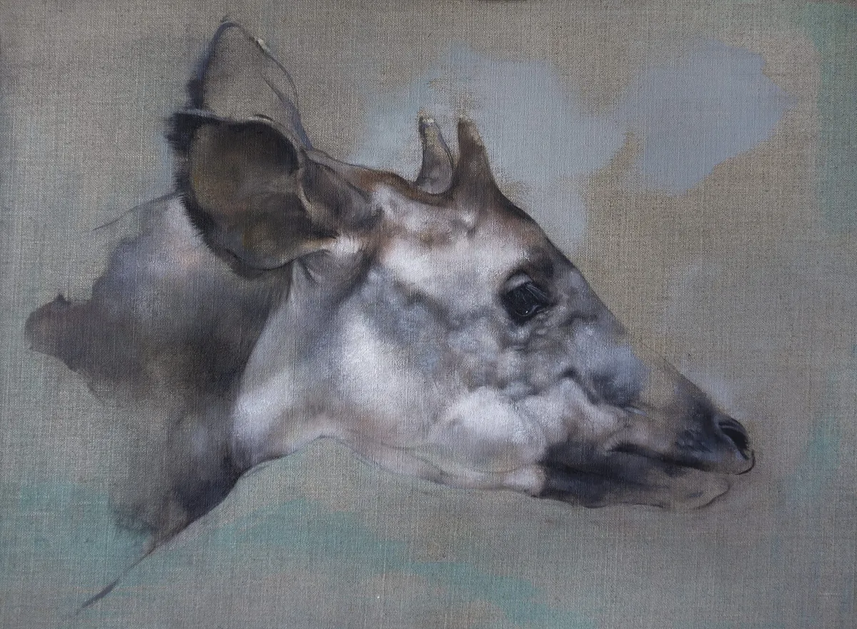 Highly Commended: Okapi Study, by Justin Coburn.