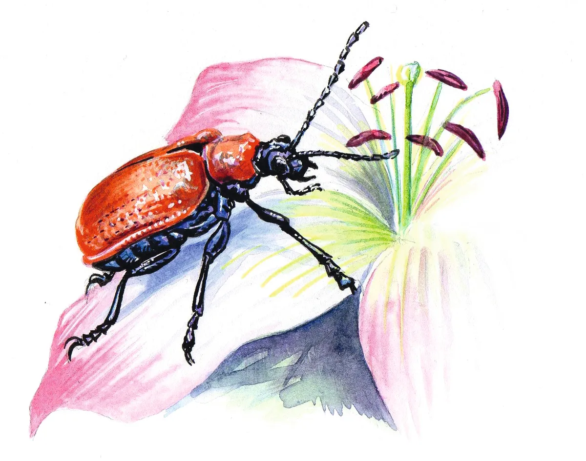 Lily beetle. Dan Cole:The Art Agency
